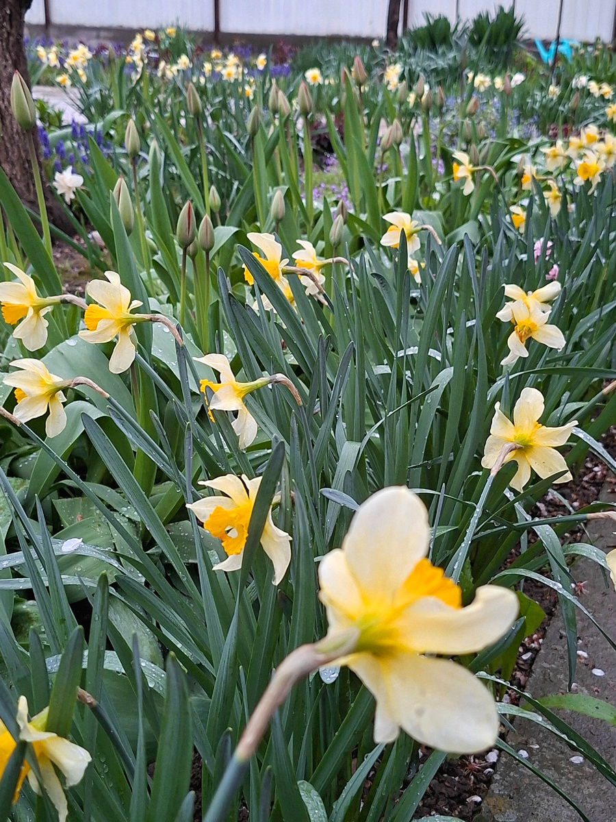 Это самые раннии из  нарциссов. Растут массивом вдоль дорожки. Фото 13 апреля.