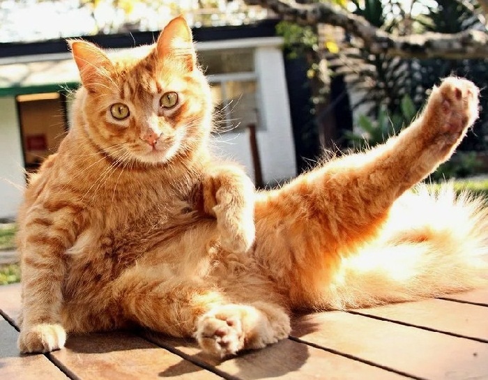 Кошачья зарядка.