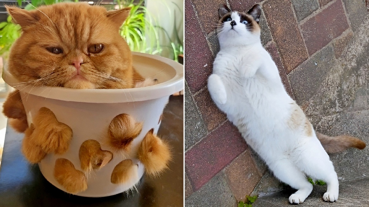 18 фото смешных котов, после которых ваше настроение подскочит до небес
