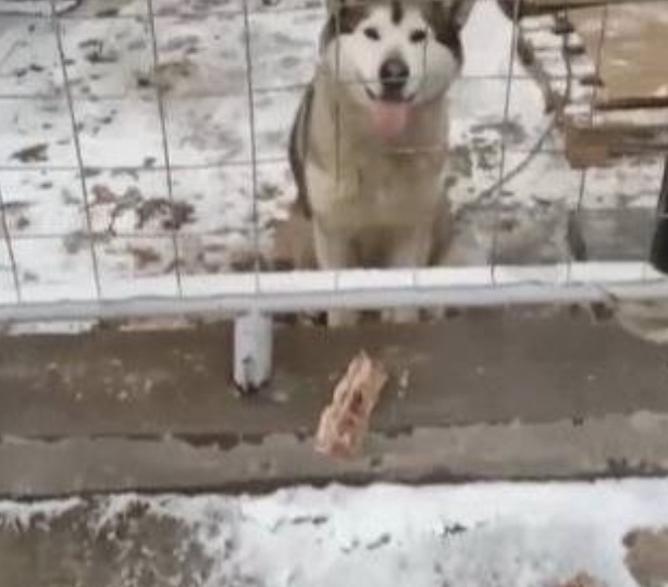 Пасхальный подарок прибился к монастырю в Якутске