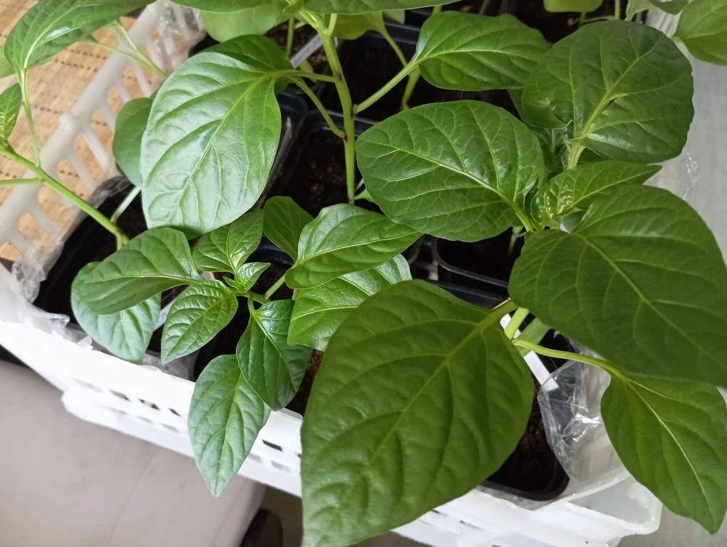 Мои перчики