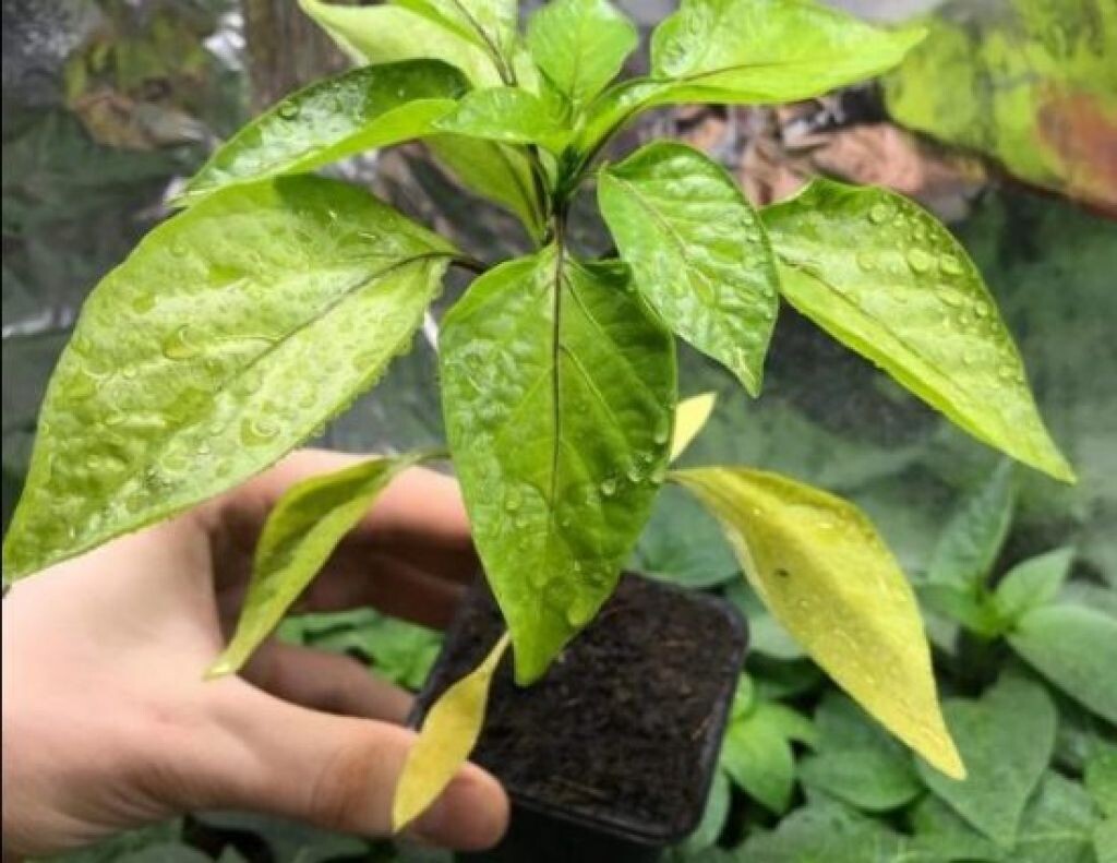 Недостаток азота