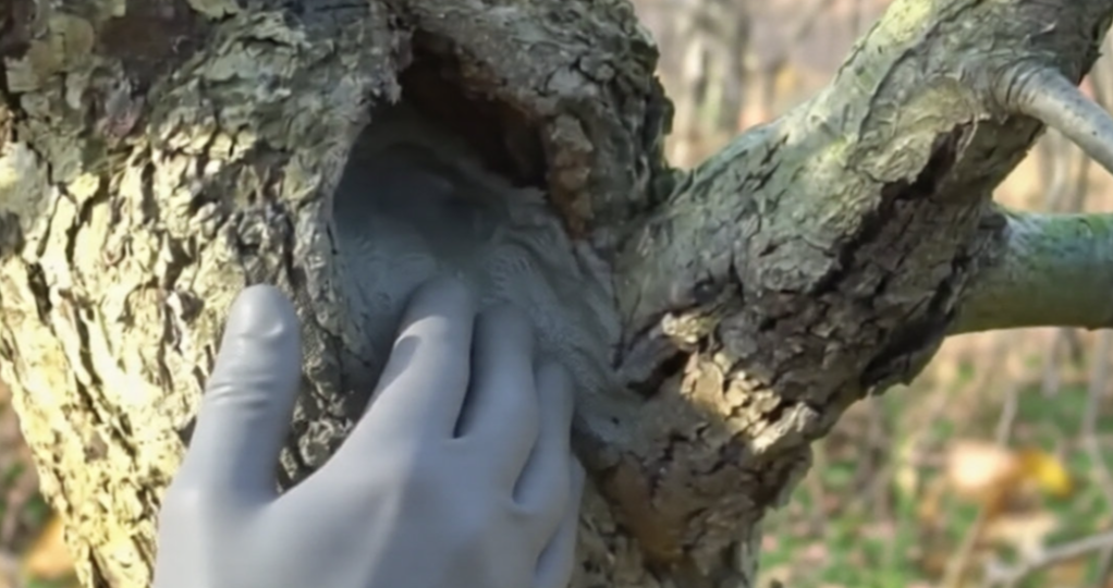 Дупло в яблоне: Как вылечить и подарить дереву вторую жизнь