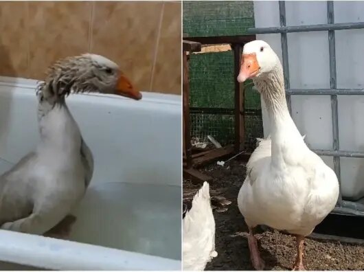 В парке под Ростовом поселилась гусыня, спасшая поросят на СВО