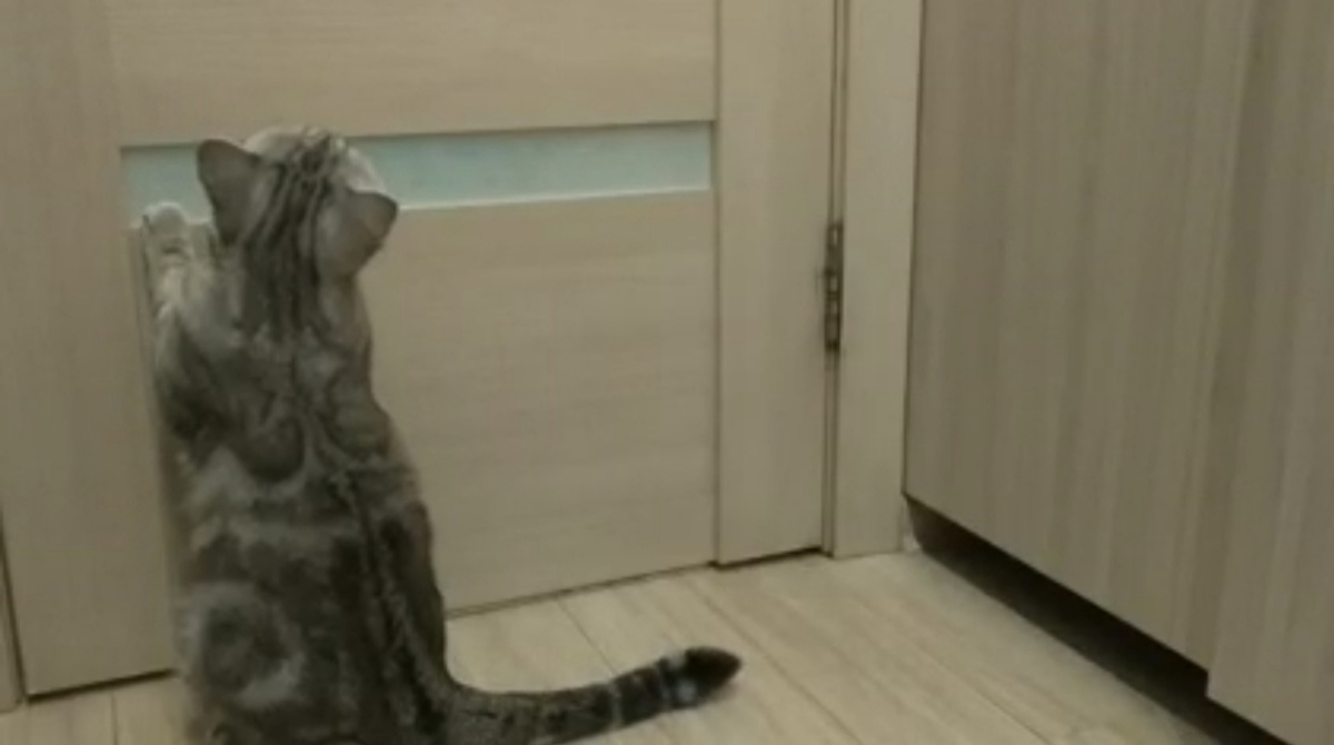 Буя открывает дверь