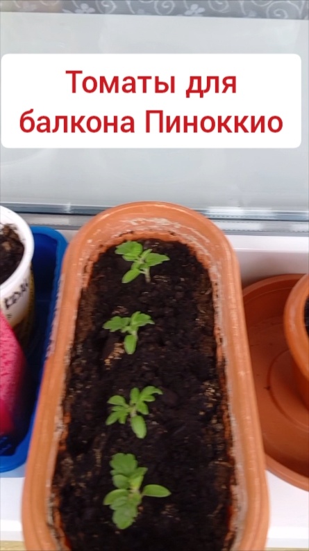 Пиноккио. Сорт для балкона и комнаты.