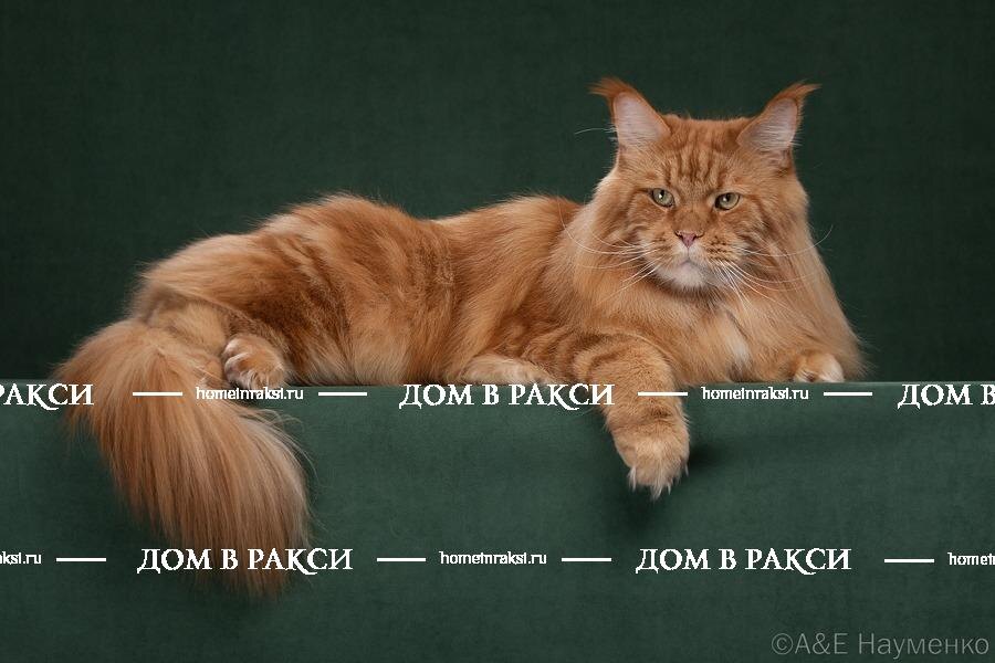 Фото взрослого мейн-куна