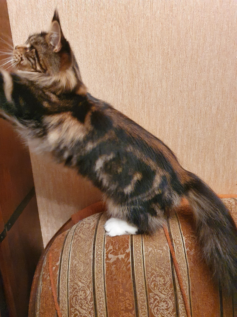 Окрасы мейн-кунов