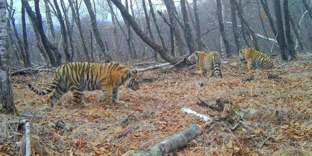 🙏 Спасти осиротевших тигрят, не изымая из природы, удалось в Сихотэ-Алинском заповеднике