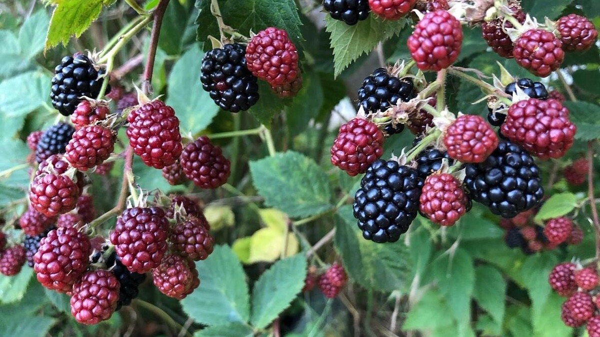    Фото: телеканал «Краснодар»