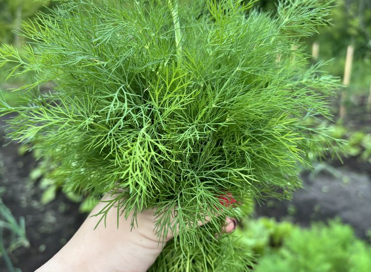 Бабушкин секрет: укроп будет кудрявым всё лето, а зонтики не появятся