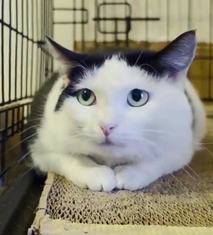 Ласковый и нежный котик Бориска.