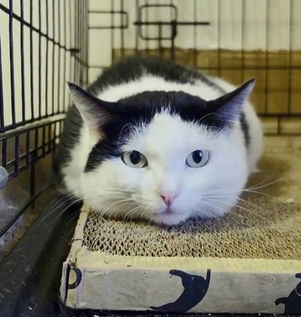 Грустит так по-философски всегда...