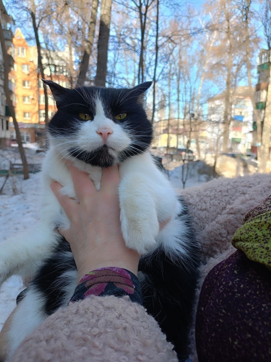 Кот от бабушкиной квартиры с кошками.