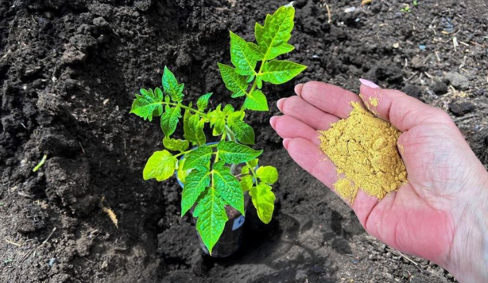 Чем заправить лунки для томатов, чтобы собирать урожай ведрами