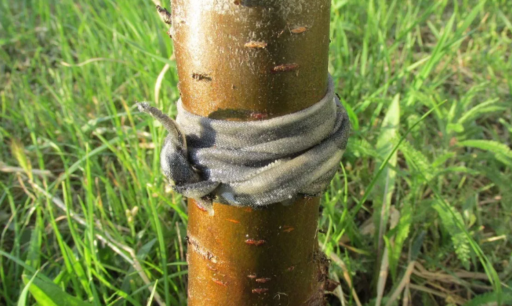 Как защитить деревья от муравьев и тли без химии: копеечный и рабочий способ