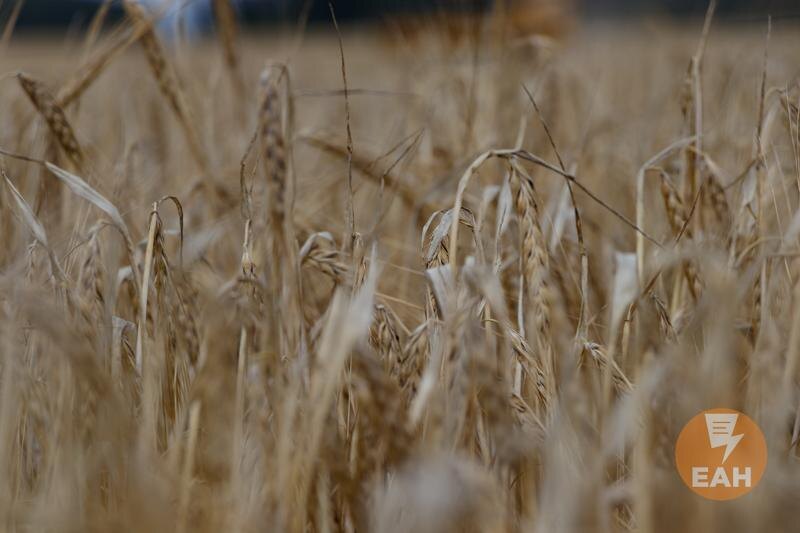    ЕАН. Пшеница