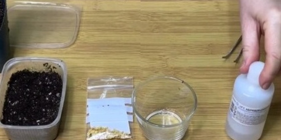 Марганцовка губит семена — замачиваю в перекиси 3 минуты, и всходят даже 6-летние