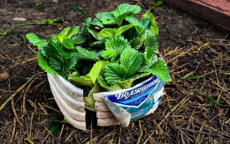 Как "разбудить" клубнику весной, чтобы летом собирать урожай ведрами