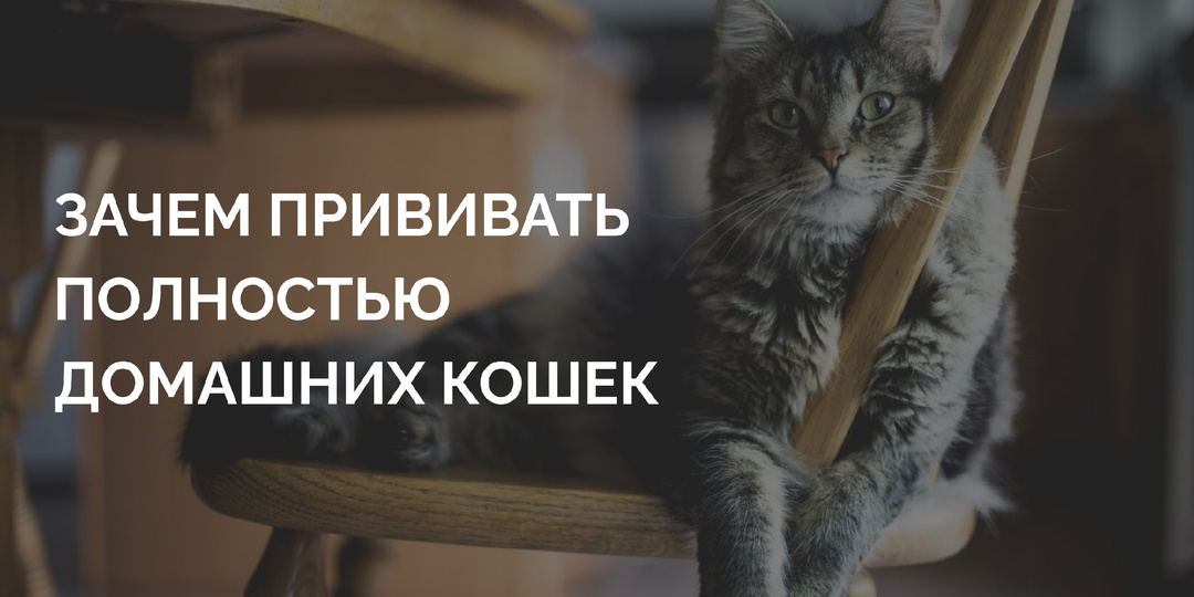 «Наш кот на улицу не ходит!» Почему домашние кошки массово гибнут от уличных вирусов