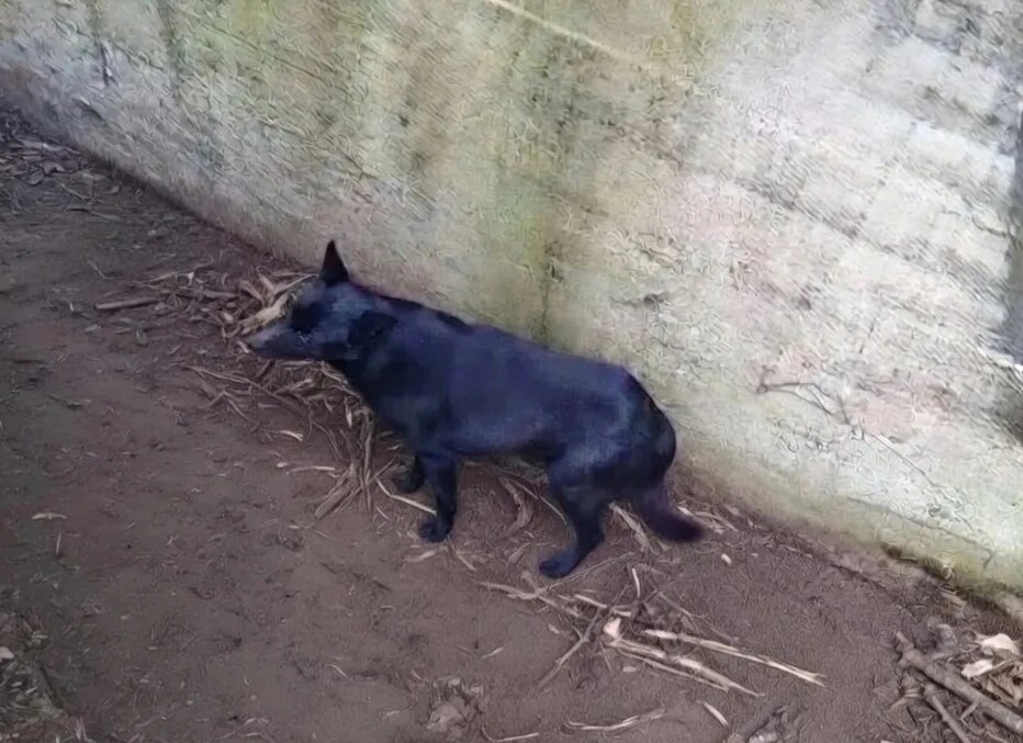    Упавший в яму пес отделался испугом