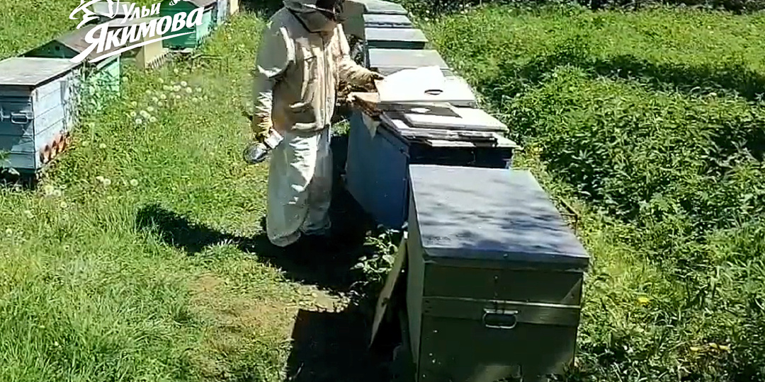 Пасека под ключ с сопровождением — что я делаю на вашей пасеке в течение сезона