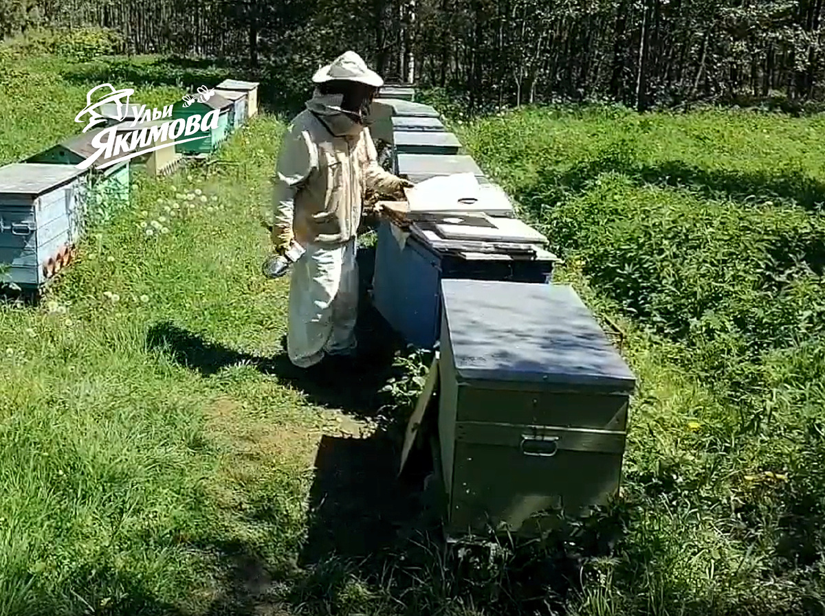 Пасека под ключ с Андреем Якимовым