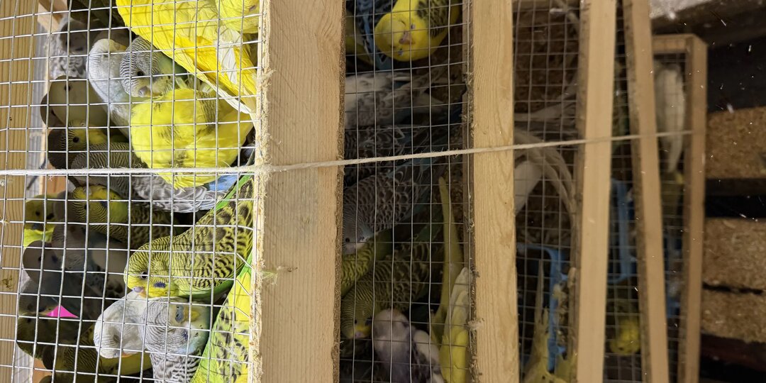 В Красноярск из Кыргызстана привезли более 700 попугаев