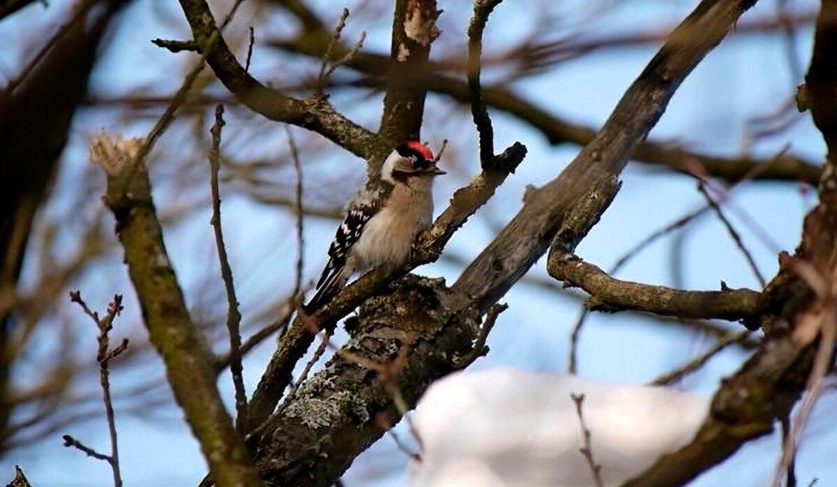 Фото: Телеграм-канал «Каждой твари по паре»