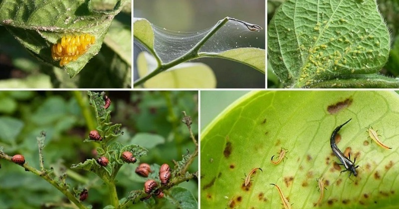 Апрельский лист: кто его ест? Пять вредителей, которые активизируются в середине весны