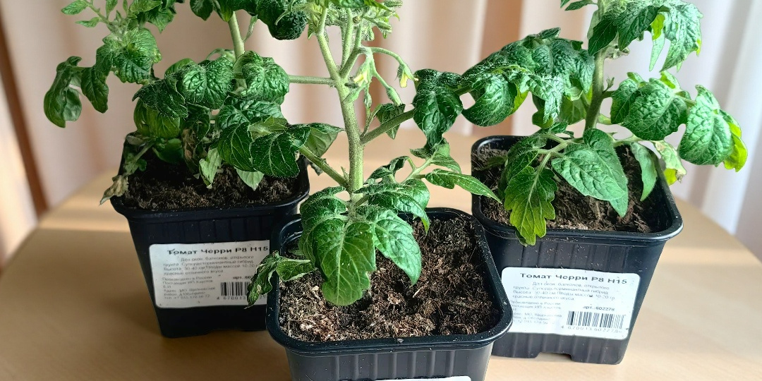 Саженцы, весенние хлопоты и рассада