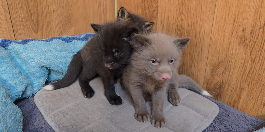 Как приучить лисенка к туалету в доме: проверенный метод «Только улица»