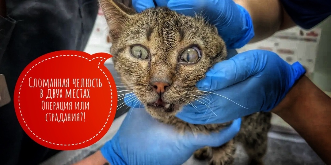 Испуганный взгляд и сломанная челюсть в двух местах!