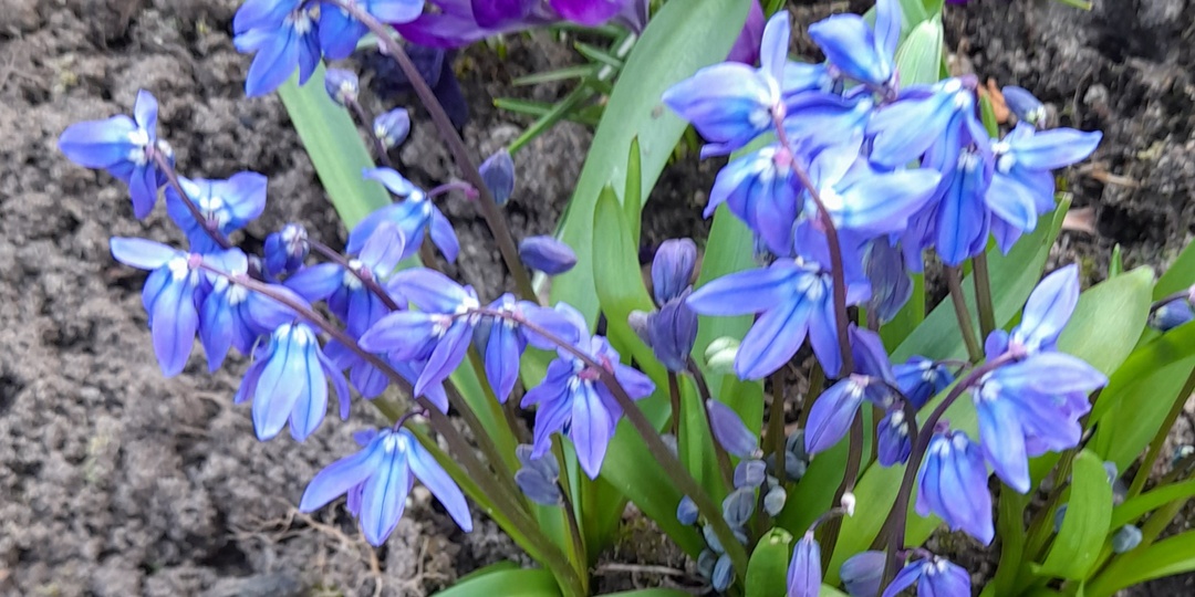 Как я разжилась разными первоцветами, потратив при этом сущие копейки