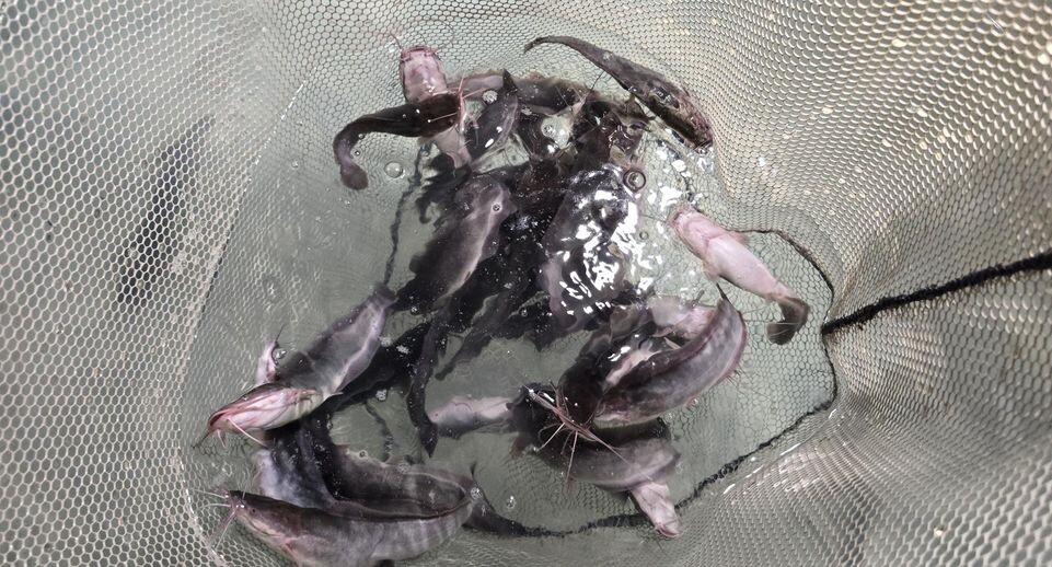    Марина Анисимова