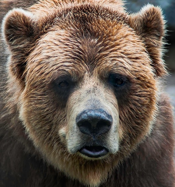 картинка из интернета в открытом доступе