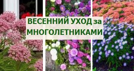 весенний уход за многолетниками