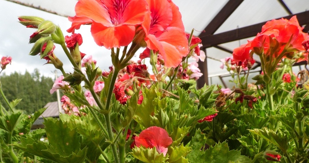 Черенкование пеларгонии весной: подробная инструкция