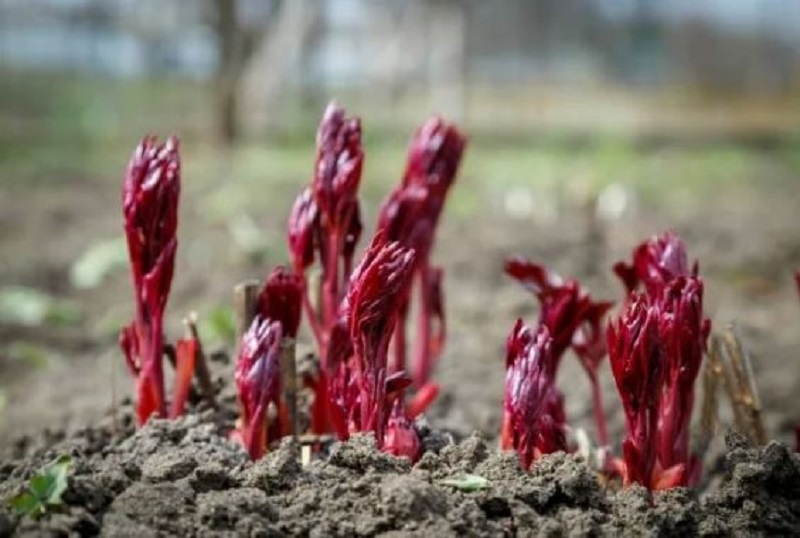 Красные ростки пионов: что сделать в апреле для пышного цветения в июне