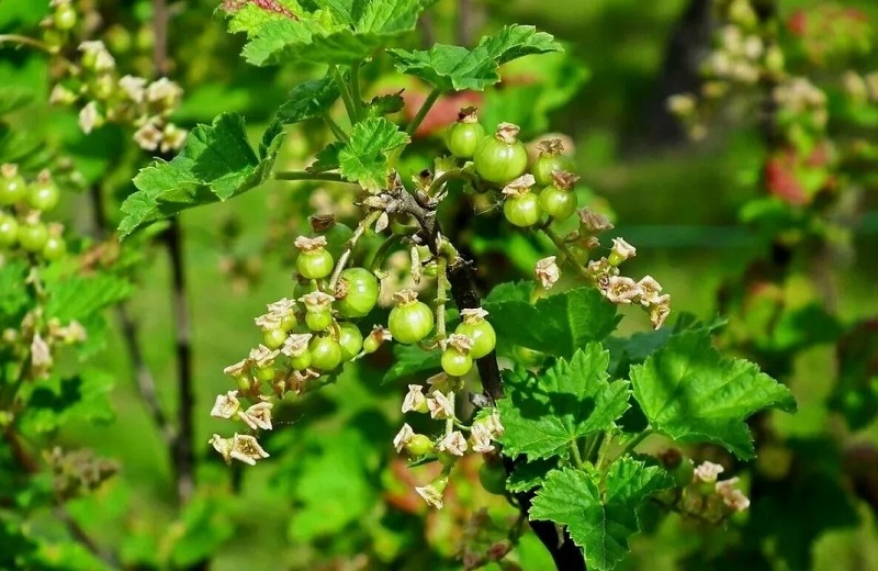 Смородина и крыжовник отцвели: чем подкормить для крупных и сладких ягод