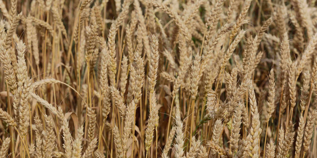 Зерновой рубикон России: ставка на качество как залог удержания экспортных позиций