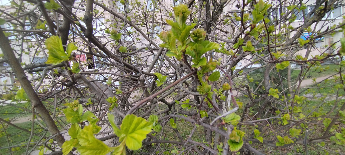Первые листочки на кустарниках 16.04.2026, Великий Новгород