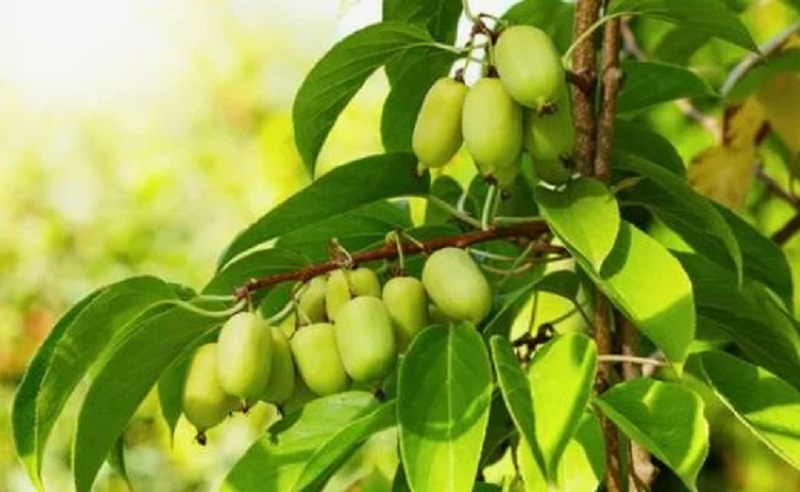 Актинидия проснулась: как подкормить, обрезать и подвязать, чтобы получить море витаминных ягод