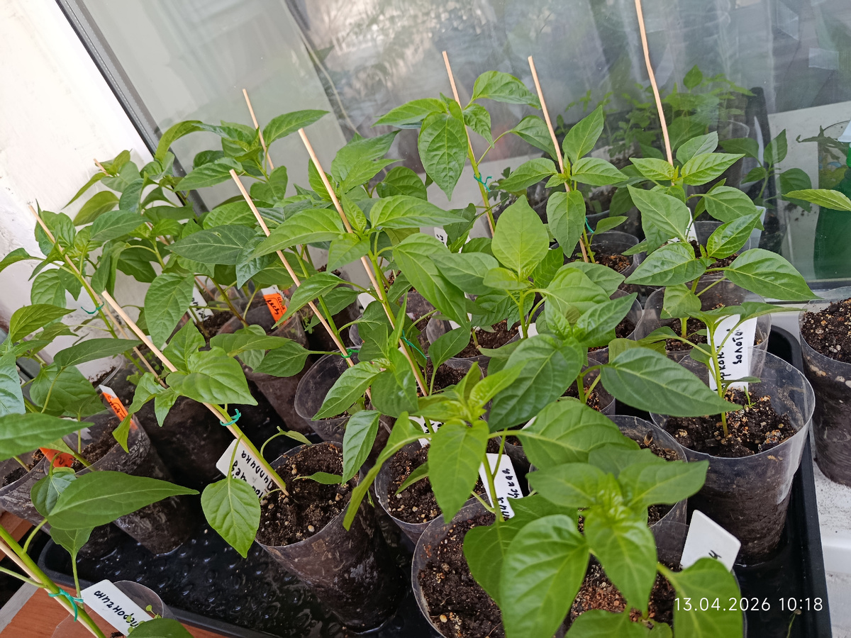 Ночью в +5 накину спанбонд, будет около нуля 🤔 заберу обратно в квартиру. Вот почему не хочу отвозить перец на дачу. Погода ещё очень нестабильная. А он неженка.