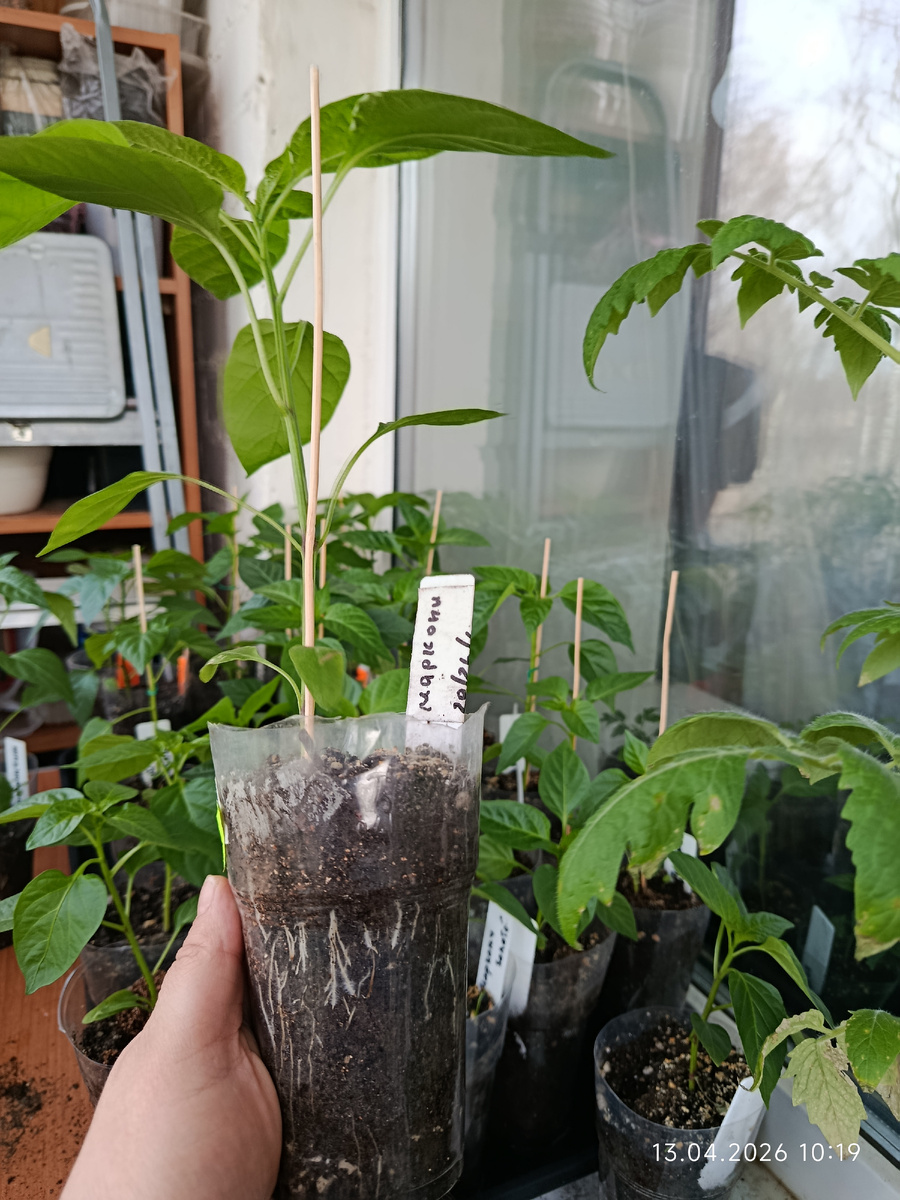 Маркони красный, высота саженца см 20