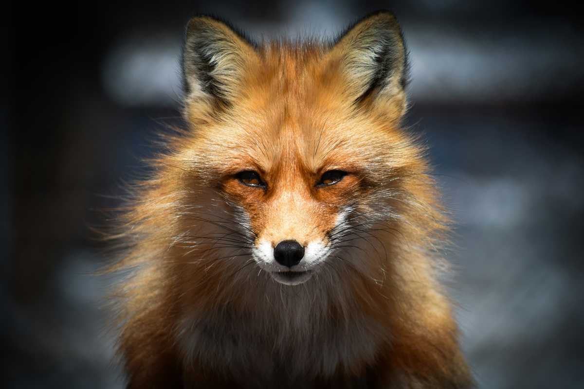    Изображение носит иллюстративный характер. Фото: mizmoxie13 / Unsplash.com