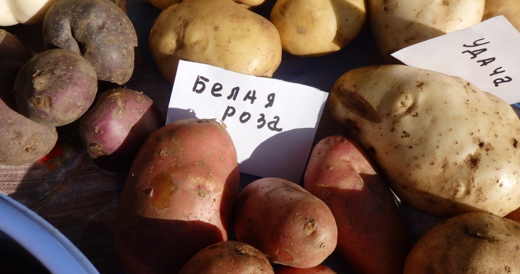 Репродукция картофеля: как быстро размножить любимый сорт и обновить посадочный материал