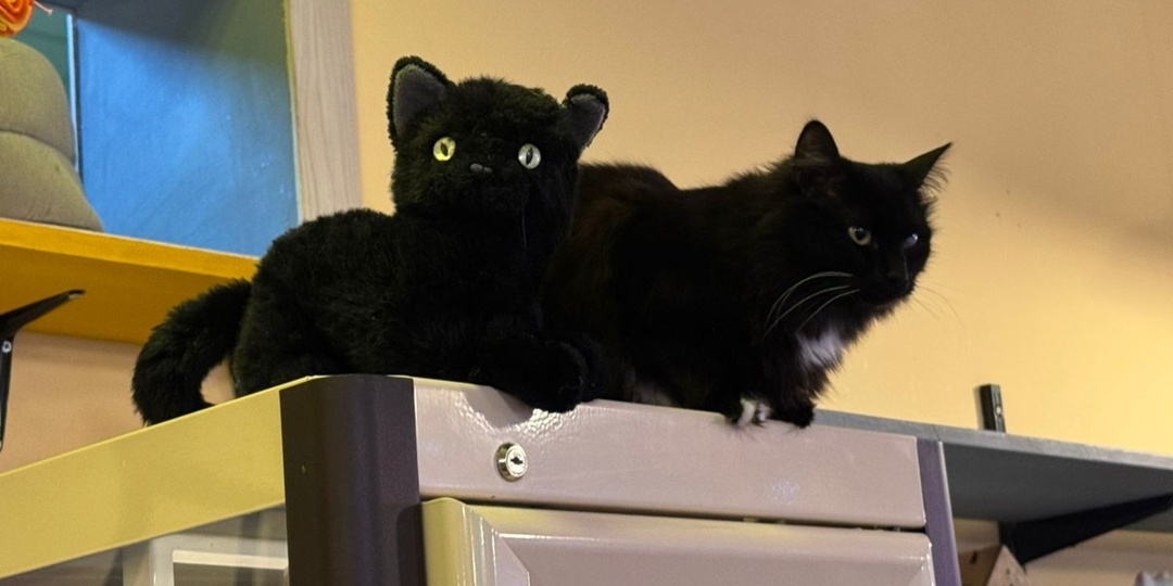 Чёрные (ну почти чёрные, ладно) котики есть у нас