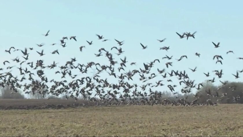    Фото: скриншот видео ГТРК Кострома