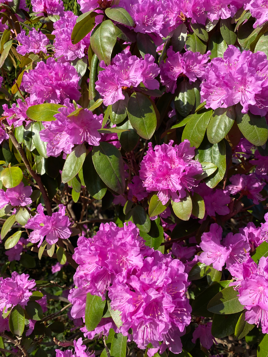 Посвящается Феечке с чувством уважения и благодарностью…